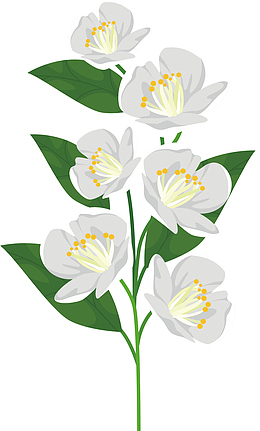 白色的浪漫花枝