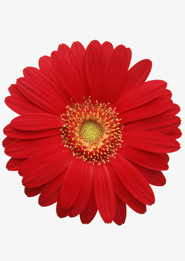 艳丽红花素材免费下载_觅元素