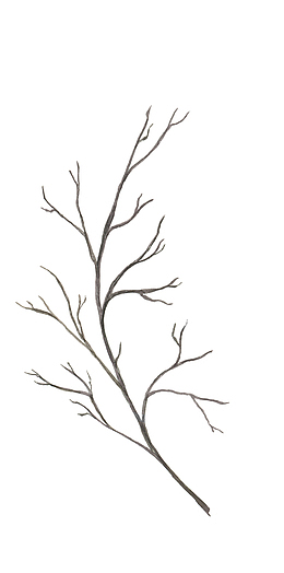 枯枝树干植物图案