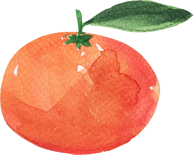 矢量图手绘水墨橙子
