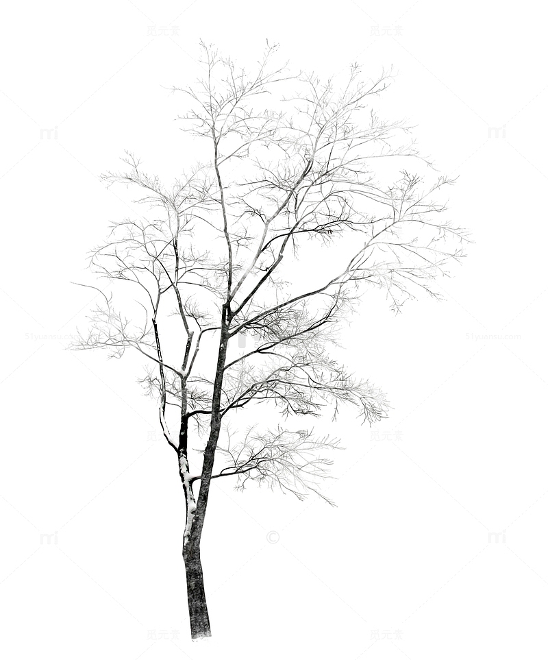 冬天白雪覆盖的树枝