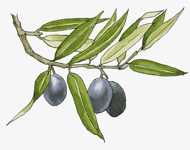手绘橄榄素材免费下载_觅元素