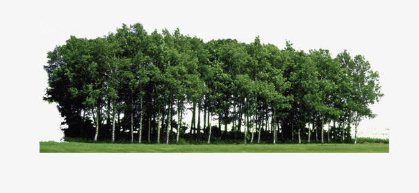 树林素材免费下载_觅元素