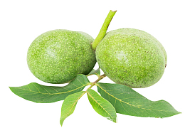 一对核桃树枝上的青核桃