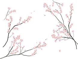 日本樱花节樱花树枝