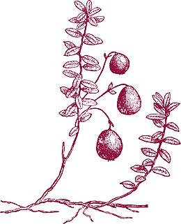 素描蔓越莓