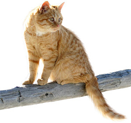 猫咪