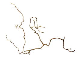 棕色枯枝