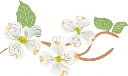矢量图水彩白色梨花