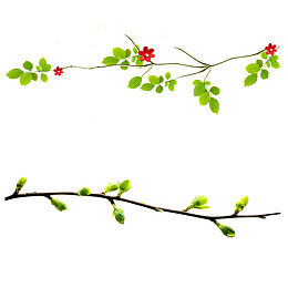 树枝上的嫩芽