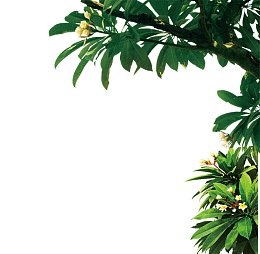 茂盛树枝