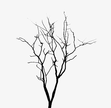 简单的缠绕的树枝