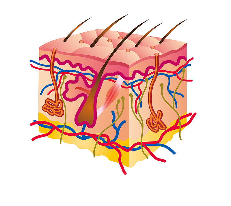 人体器官毛囊皮肤层