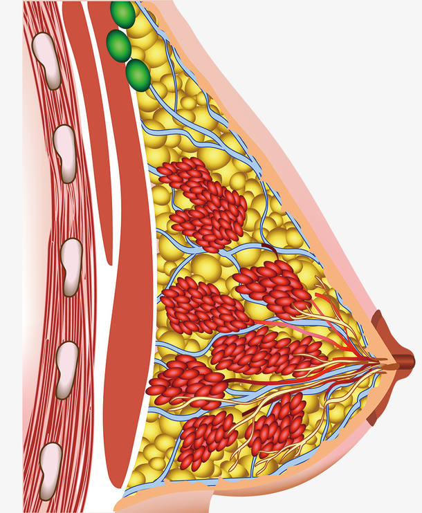 医疗学习卡通人体器官胸部
