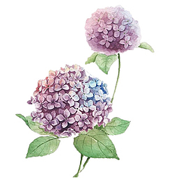 手绘蓝紫色绣球花
