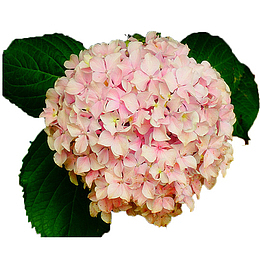 粉色绣球花