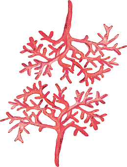 红色手绘珊瑚花纹