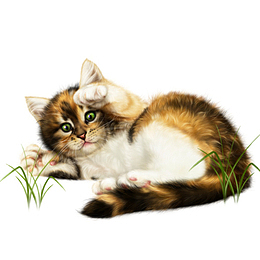 一只猫咪