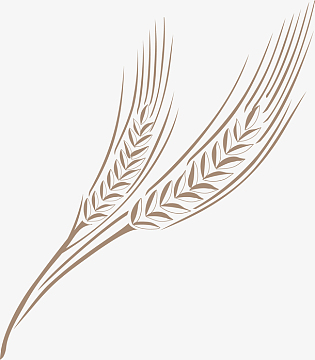 丰收的手绘丰满谷穗