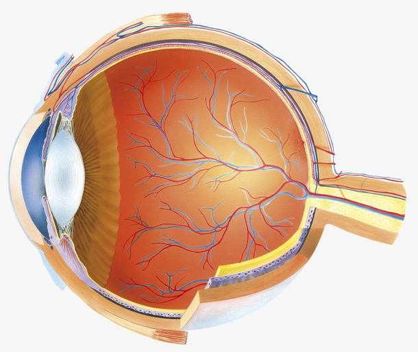眼球横断面医学插画