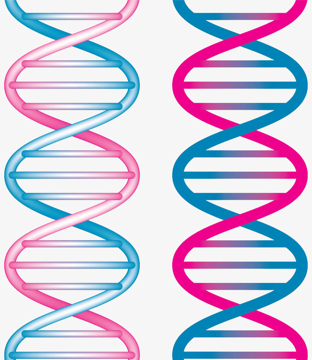 关键词 : 基因,生物学,医疗,微生物,螺旋,插画,分子,彩色染色体免抠