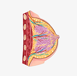 乳房横断面医学插画