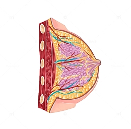 乳房横断面医学插画