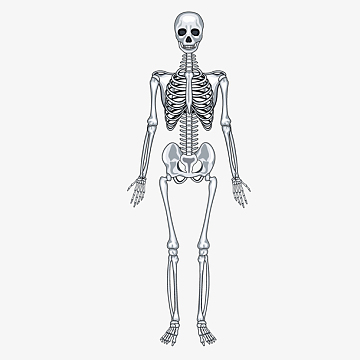 png骨头图标png卡通万圣节树木pngx射线图标png鸟的骨架