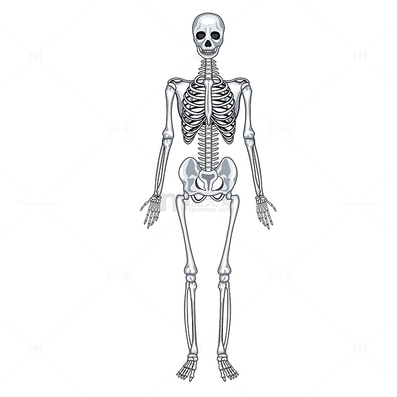 医疗白色手绘人体骨架
