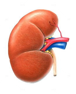 肾脏器官医学插画