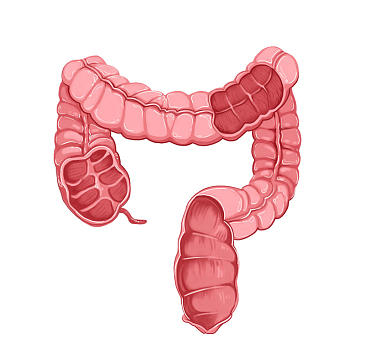 木板上的猪大肠png扁平人体器官图标png矢量人体器官图标png猪大肠80