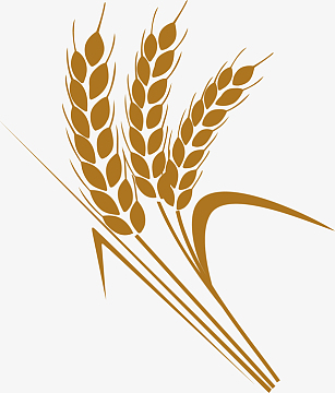 生长的手绘丰满谷穗