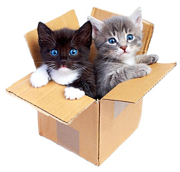 猫咪