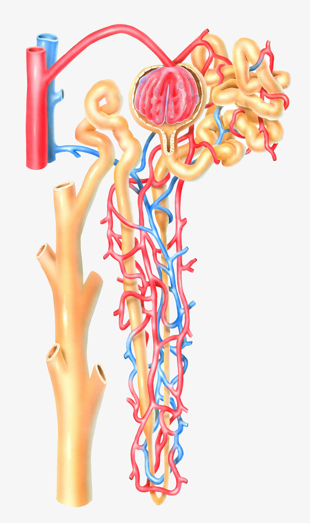 血流血管医学插画素材免费下载_觅元素