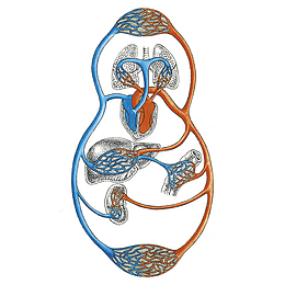 循环系统png卡通动脉血管png男性人体器官医学插画png乳腺结构图png