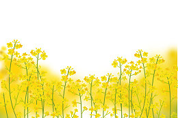 春季唯美小清新油菜花