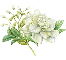 小清新花草