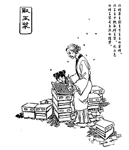 取蜂蜜的老妇人