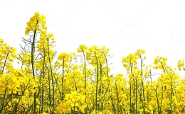 春季黄色小清新油菜花