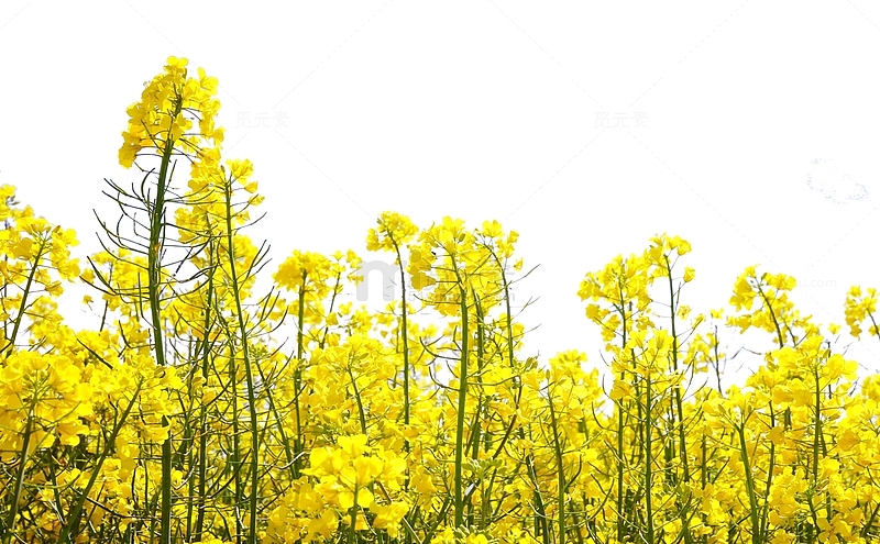 春季黄色小清新油菜花