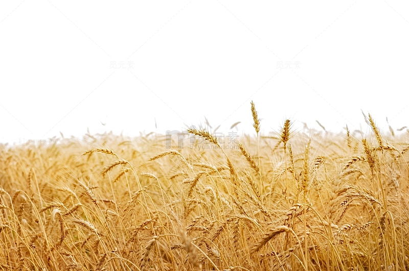 金黄丰收小麦地