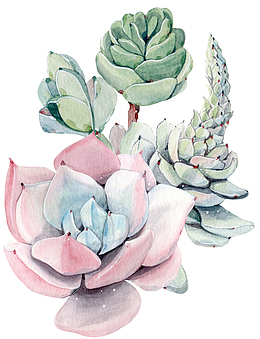 手绘卡通多肉植物