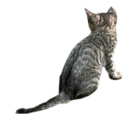 猫咪背面