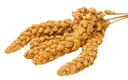 黄色一捆饱满小麦穗