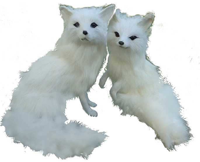 两只小白狐
