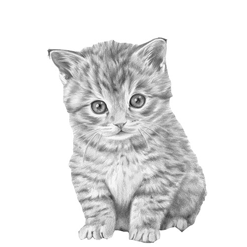 猫咪素描黑白手绘画