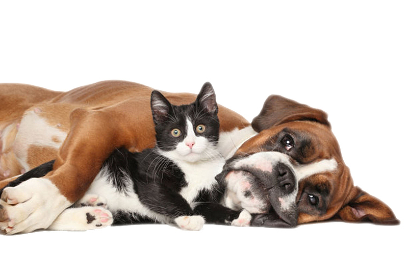 棕色躺着的狗和黑色小猫动物