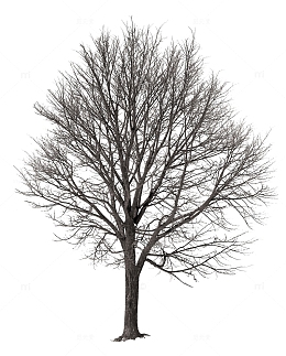 黑色小枯树免抠树