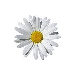白色小雏菊免抠素材