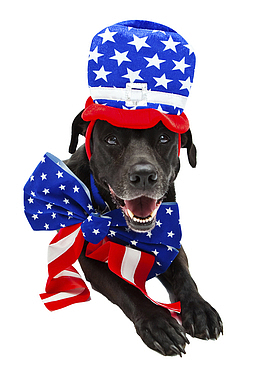 国美狗素材-国美狗png图片下载-觅元素